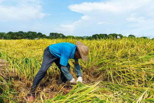 收获的照片,记录田野间的金色画卷