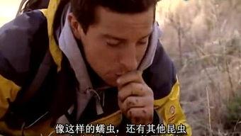 蚯蚓娱乐,探索地下世界的欢乐之旅