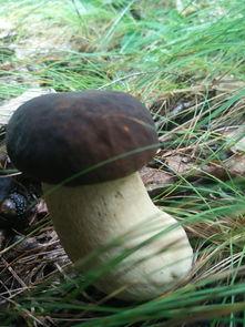 大腿菇图片,大自然的奇妙馈赠